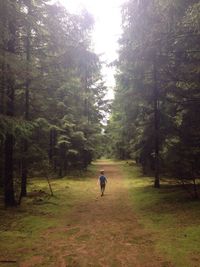 Man walking in forest