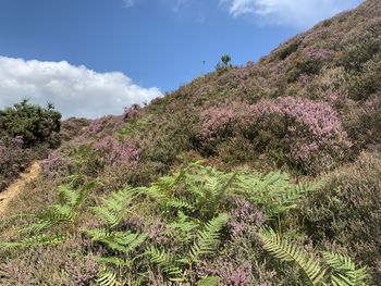 Scenic view of pink flowering plants against sky