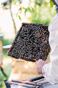 Beekeeper working in apiary, drawing out the honeycomb with bees and honey on it from a hive