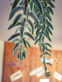 Close-up of potted plant against wall