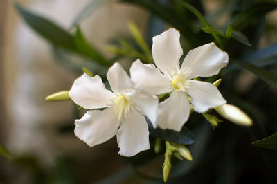 Close-up of white flowers