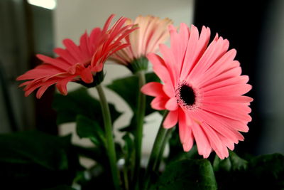 Close-up of gerbera flowers at home
