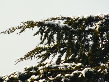 Low angle view of frozen tree against sky during winter