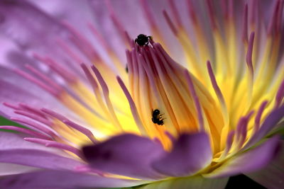 Close-up of bee pollinating on flower