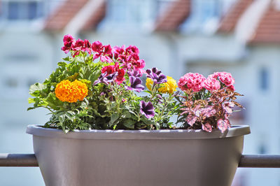 flowering plant