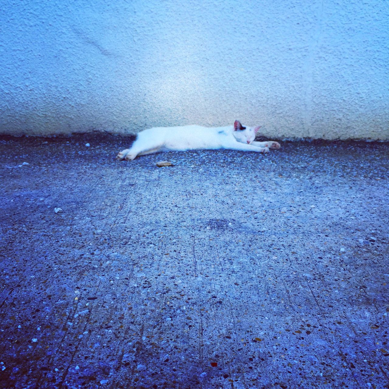 animal themes, one animal, white color, high angle view, domestic animals, no people, blue, white, pets, day, bird, domestic cat, outdoors, cat, wall - building feature, nature, relaxation, wildlife, close-up, sunlight