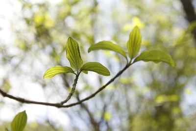 Close-up of leaves against blurred background