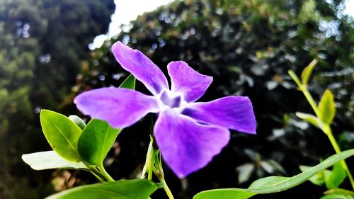 Close-up of purple flowering plant
