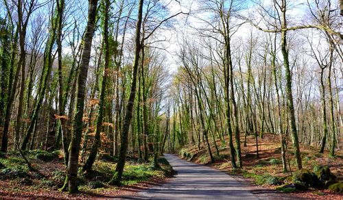 Footpath amidst trees in forest