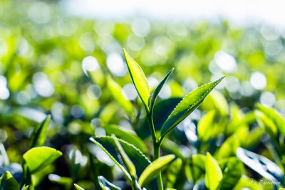 Close-up of plant growing on field