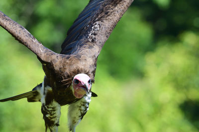 Close-up of a bird flying against blurred background