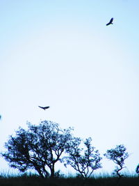 Low angle view of birds flying against clear sky