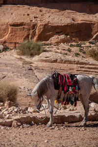 Side view of a horse