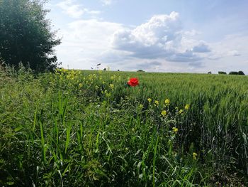 Red poppy flowers blooming on field against sky