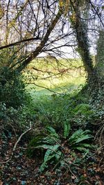 Close-up of tree against sky
