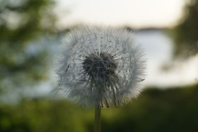 Close-up of dandelion against blurred background