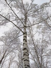 Low angle view of bare trees against sky