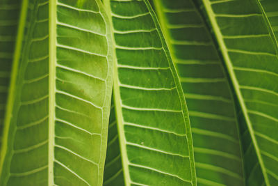 Full frame shot of green leaf