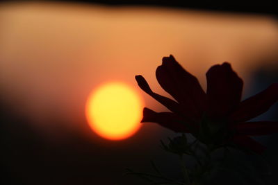 Close-up of silhouette plant against orange sunset sky