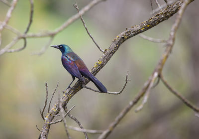 Close-up of bird perching on branch