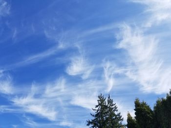 Low angle view of trees against blue sky