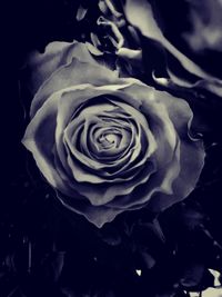 Close-up of rose against black background