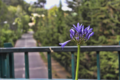 Close-up of purple flowers blooming against blue sky