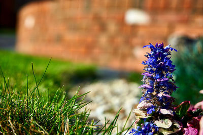 Close-up of purple flowering plants on field