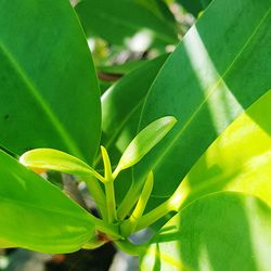 Close-up of leaves