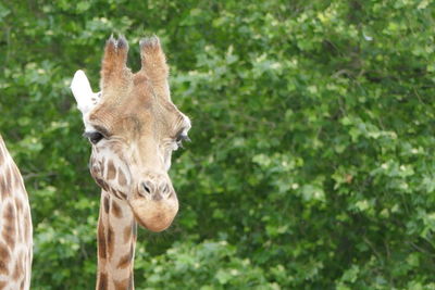 Close-up of a giraffe