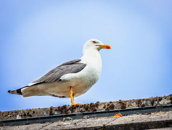 Low angle view of bird perching against clear sky