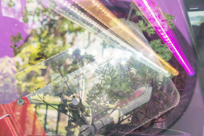 High angle view of multi colored flowering plants