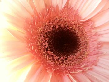 Extreme close up of flower