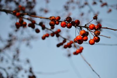 Close-up of red berries on tree