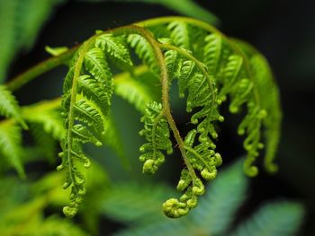 Close-up of green leaves