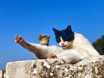Low angle view of cat on rock against clear sky