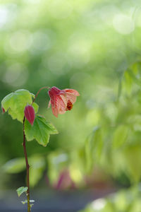 Close-up of red flower