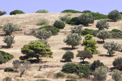 High angle view of trees growing on hill
