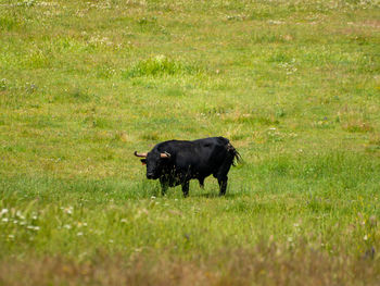 Black horse in a field