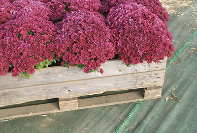 High angle view of pink flowering plants on wood