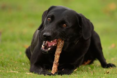 Close-up of black labrador scrunching a stick 