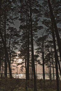 Silhouette trees in forest against sky