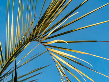 Low angle view of palm leaves against clear blue sky