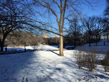 Bare trees on snow covered landscape