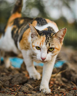 Close-up portrait of tabby cat