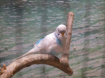 Close-up of parrot perching on tree