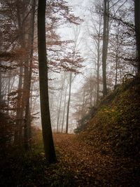 Trees in forest