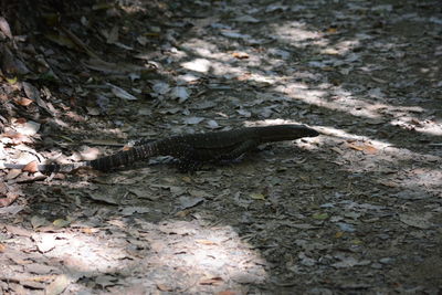 High angle view of lizard on land