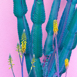 Close-up of plants against blue wall