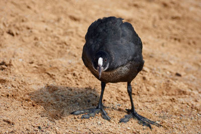 Close-up of an eurasian coot on sand